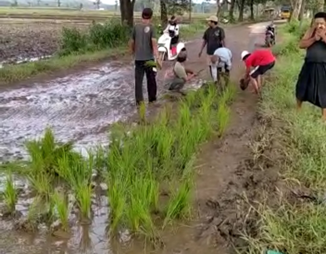 Warga tanam padi di jalan Desa Glundengan, Kecamatan Wuluhan (tangkapan layar)