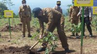 Bupati Hendy bersama jajaran Forkopimda melakukan tanam perdana pohon klengkeng Jemsu (beritalima.com/sugik)