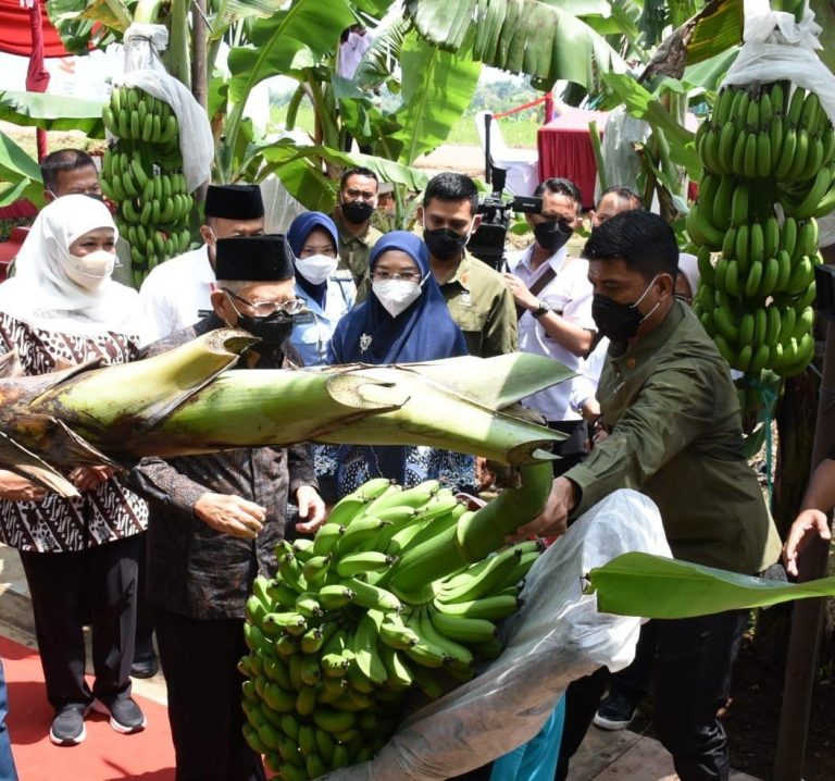 Kuasai Sepertiga Pangsa Pasar Pisang Nasional Jatim Geber Perluasan