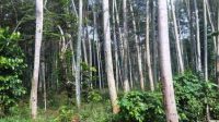 Tanaman Pohon Sengon (beritalima.com/istimewa)