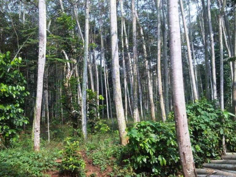 Tanaman Pohon Sengon (beritalima.com/istimewa)