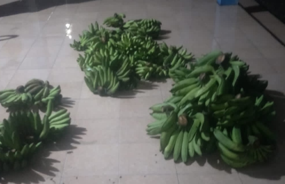 Sejumlah pisang yang hendak dicuri diamankan warga (beritalima.com/istimewa)