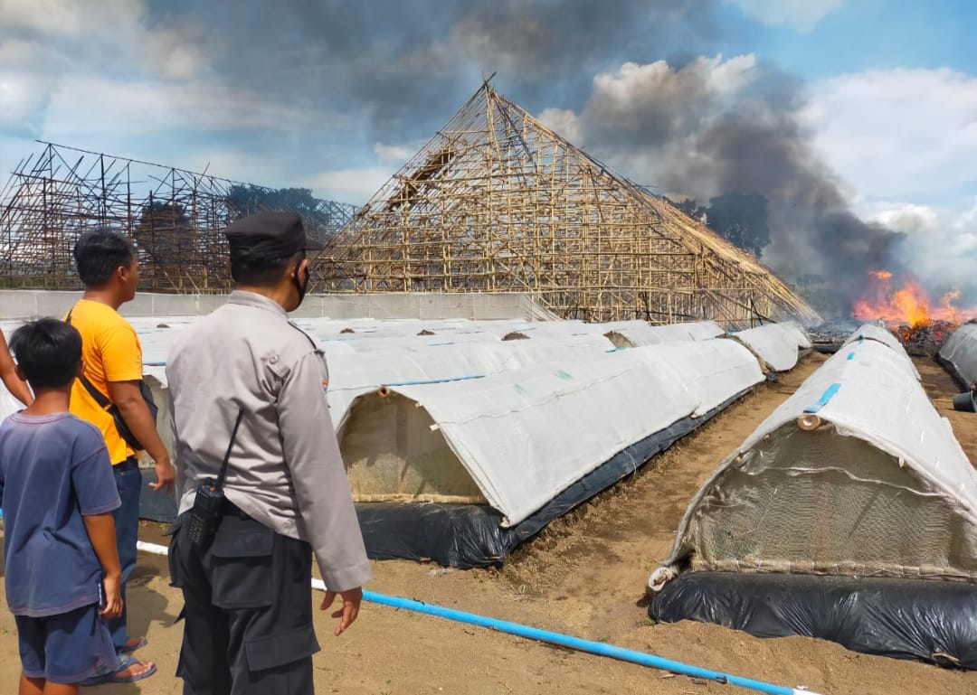 Tiga gudang pengering tembakau milik PTPN X Kebun Ajung terbakar (beritalima.com/sugik)