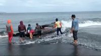 Warga mendorong hiu tutul ke tengah laut (beritalima.com/istimewa)