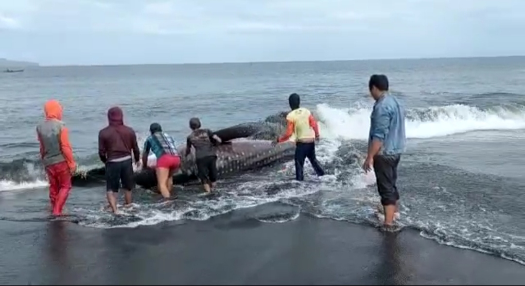 Warga mendorong hiu tutul ke tengah laut (beritalima.com/istimewa)