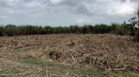 Kondisi lahan tebu yang ada di Jember (beritalima.com/istimewa)