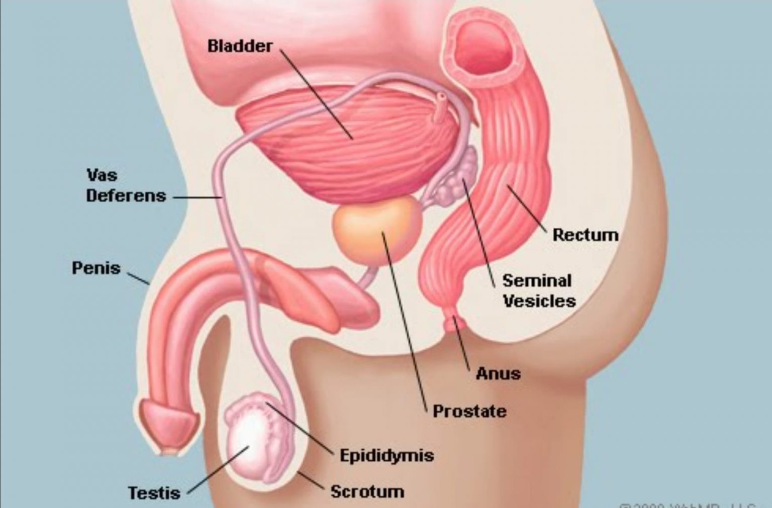 Расположение мочевого пузыря и предстательной железы у мужчин