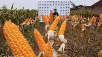 Tanaman jagung juga dipertunjukkan di acara Temu Tani di Antirogo, Jember (beritalima.com/sugik)
