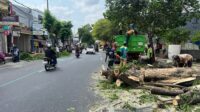 Gerakan Perempesan mencegah pohon tumbang (beritalima.com/sugik)