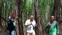 Program Makmur bikin tanaman tebu tinggi 5,5 meter (beritalima.com/istimewa)